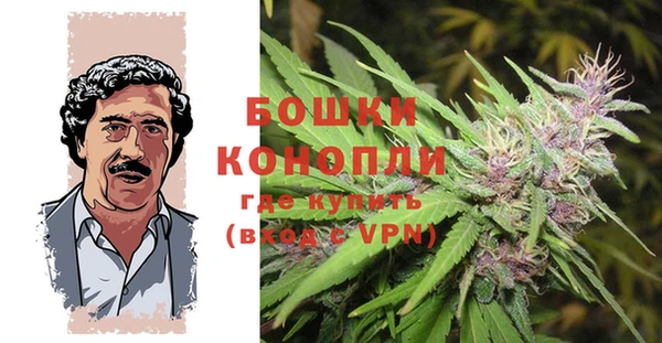 прущие грибы Бородино